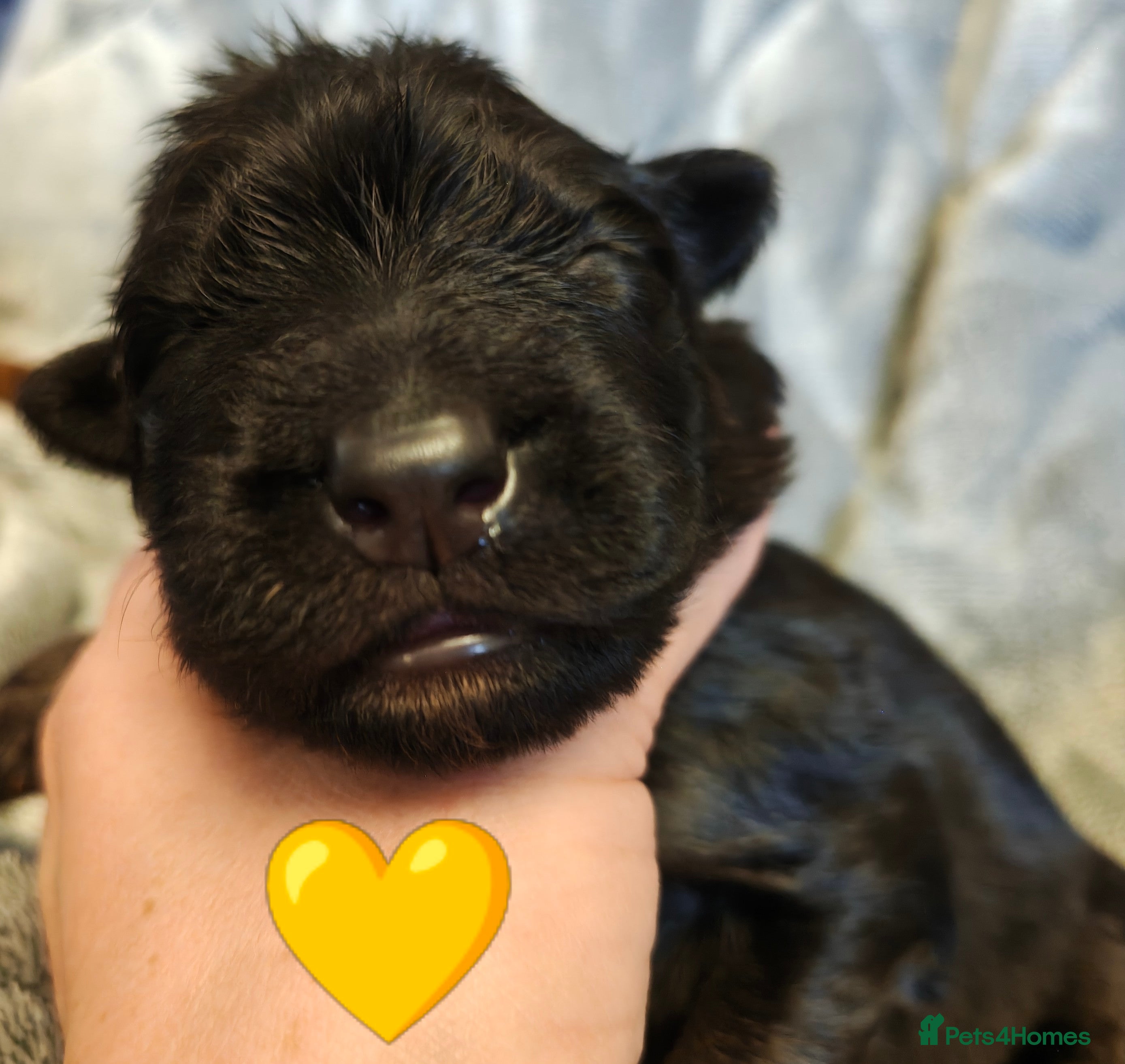 German Shepherd dogs for sale: Beautiful top quality long haired German shepherds - Advert 2
