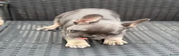 French Bulldog dogs for sale: (REDUCED READY NOW) french bulldog puppies - Advert 5