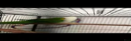 Parrots birds for sale: Superb parrot pair male and female  in Luton - Advert 15