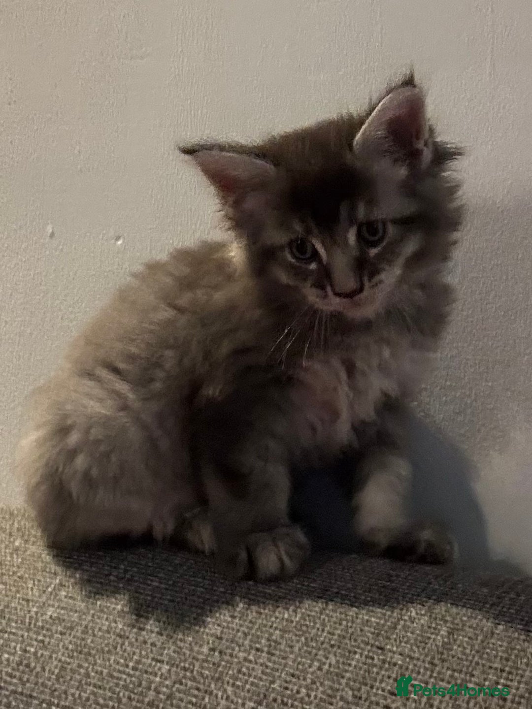 Maine Coon cats for sale: Maine Coon kittens polydactyl/non polydactyl  - Advert 10