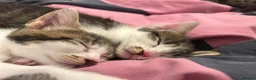 Mixed Breed cats for sale: 5 kitty’s looking for future homes in Hatfield - Advert 10