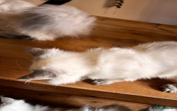 Siberian cats for sale: Three Siberian kittens!! - Image 18