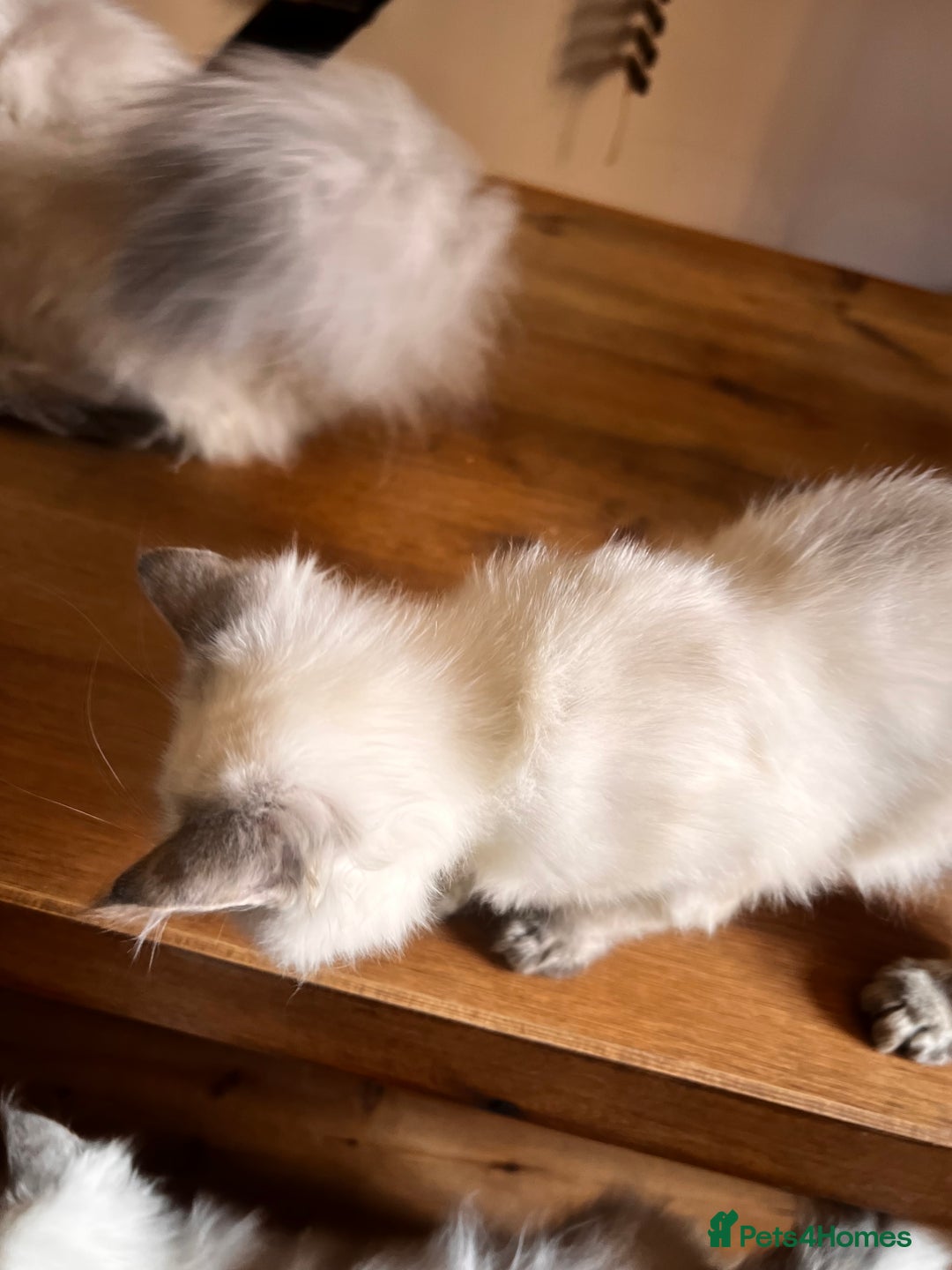 Siberian cats for sale: Three Siberian kittens!! - Image 18