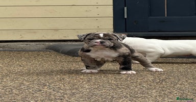 Olde English Bulldogge dogs - Advert 1