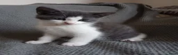 Ragdoll cats for sale: Adorable Chinchilla Persian x Ragdoll kittens - Advert 11