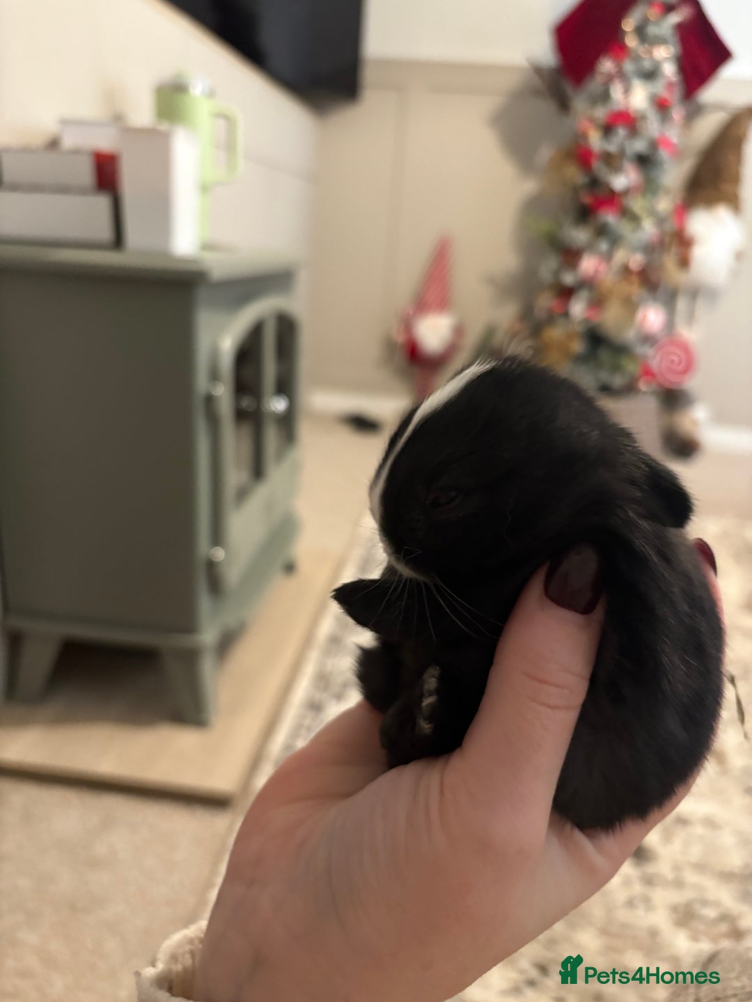 Mixed Breed rabbits for sale: 4X Netherland dwarf mix french lop babies  - Advert 2