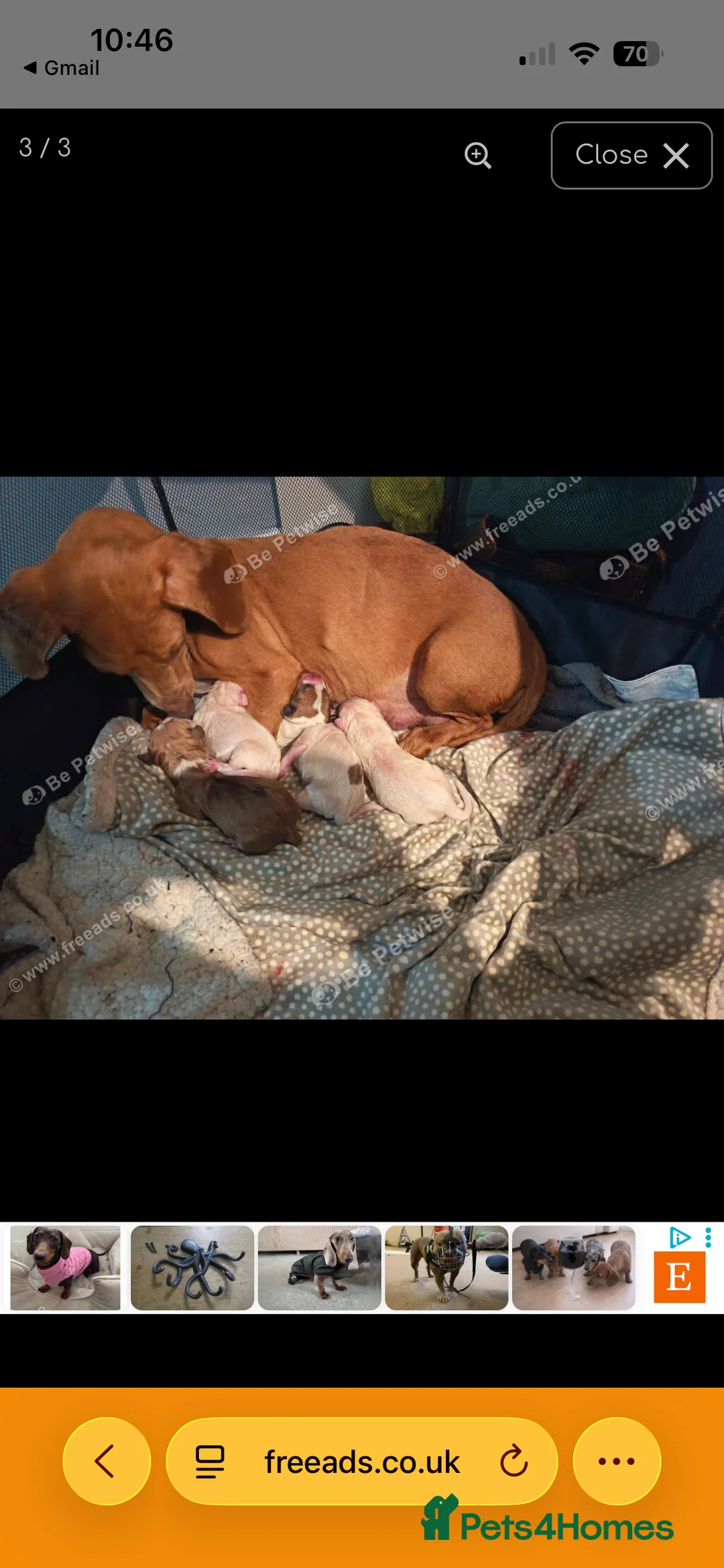 Mixed Breed dogs for sale: dashound/american bully in Port Talbot - Advert 2