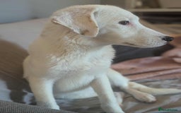 Mixed Breed dogs for adoption: Kira for adoption - Image 6