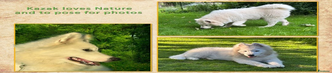 Samoyed Puppy Kazak