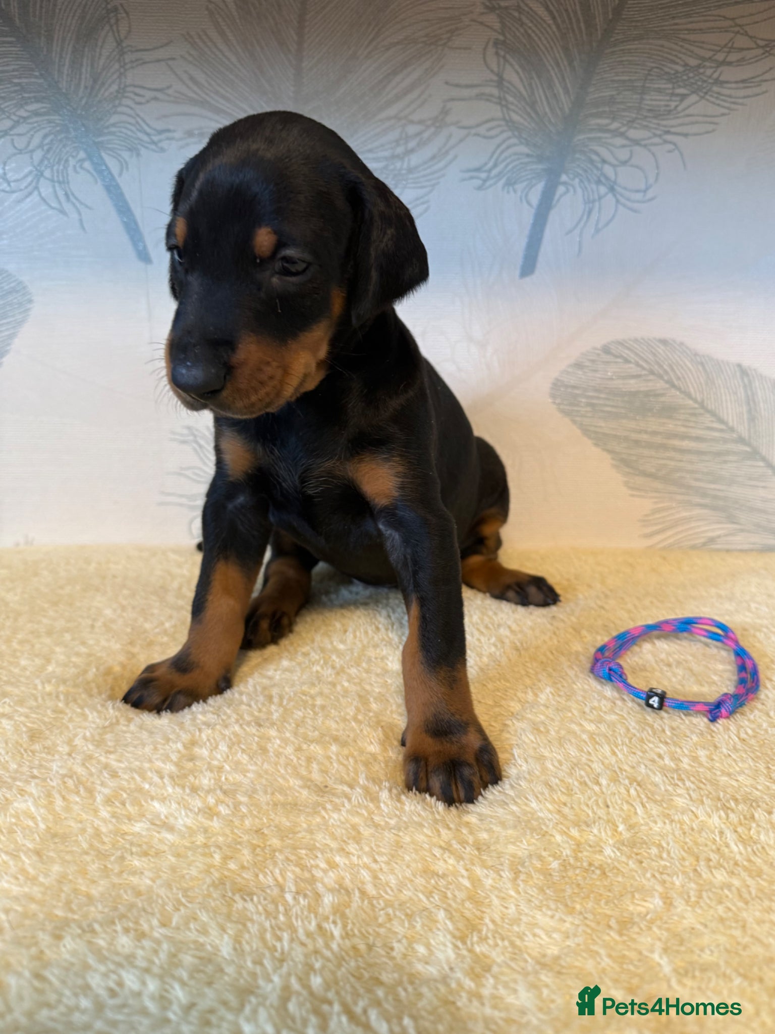 Dobermann dogs Exceptional KC Dobermann Puppies - Advert 1