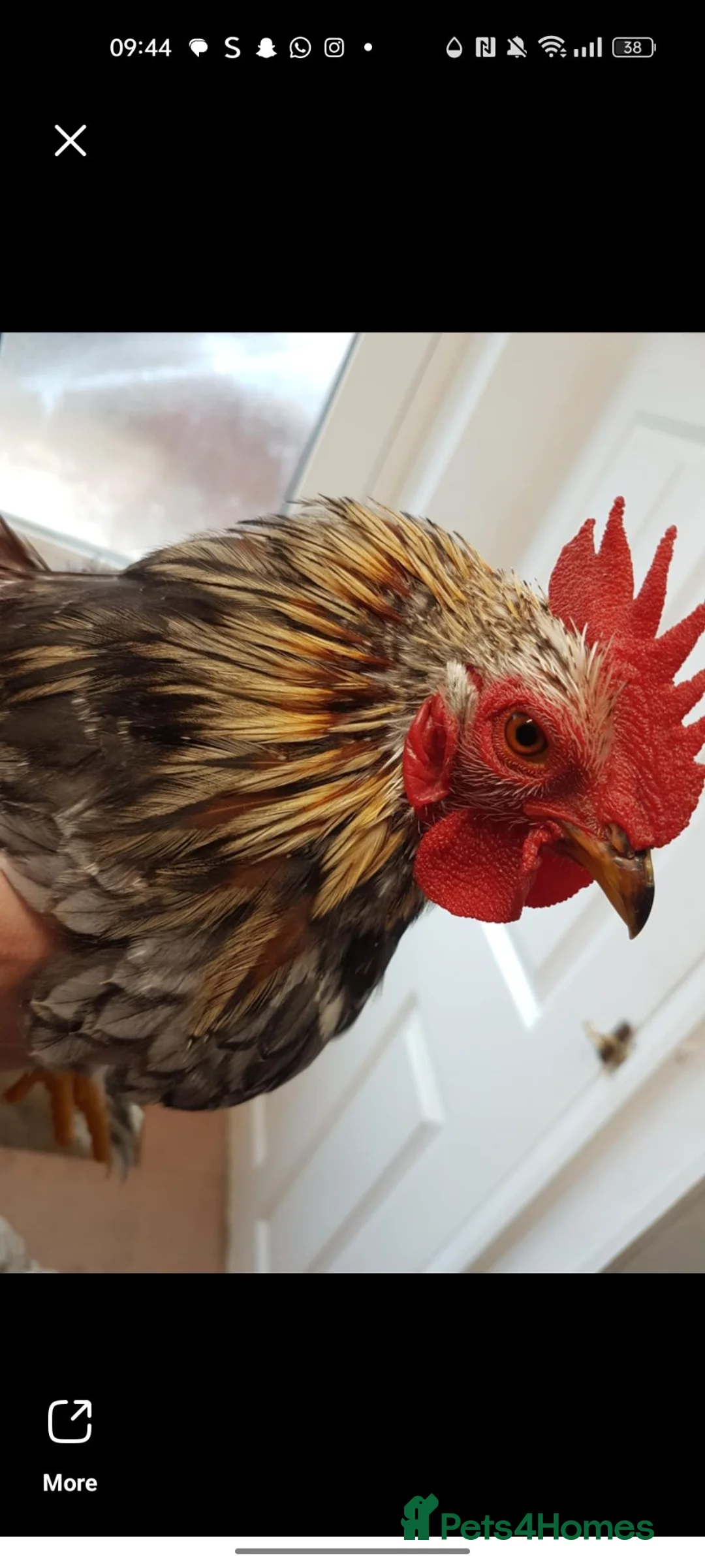 Chickens poultry for sale: Two roosters for sale 17 1/2 weeks old - Advert 9