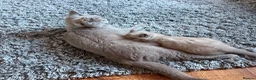 British Shorthair cats for sale: Beautiful British shorthair lilac/blue - Advert 2