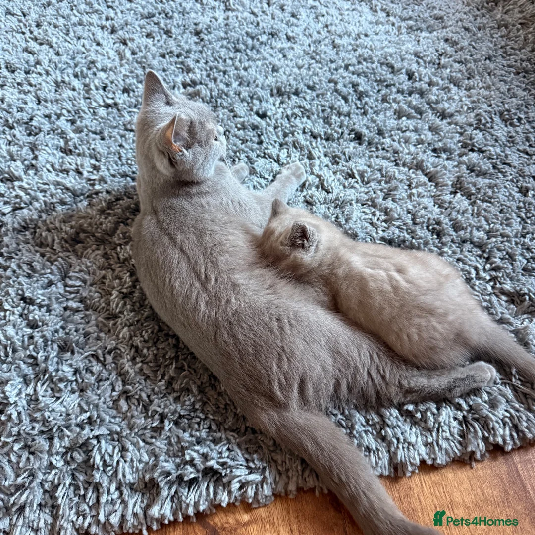 British Shorthair cats for sale: Beautiful British shorthair lilac/blue - Advert 2