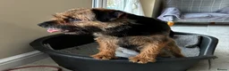 Border Terrier dogs for sale: One & only KC border terrier boy  in Doncaster - Advert 3