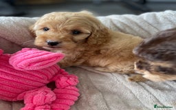 Cockapoo dogs for sale: Chocolate F1b Cockapoo’s - Image 12