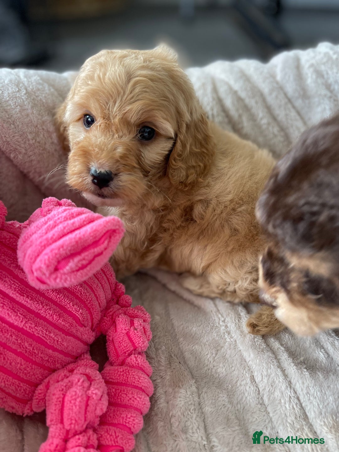 Cockapoo dogs for sale: Chocolate F1b Cockapoo’s - Image 12