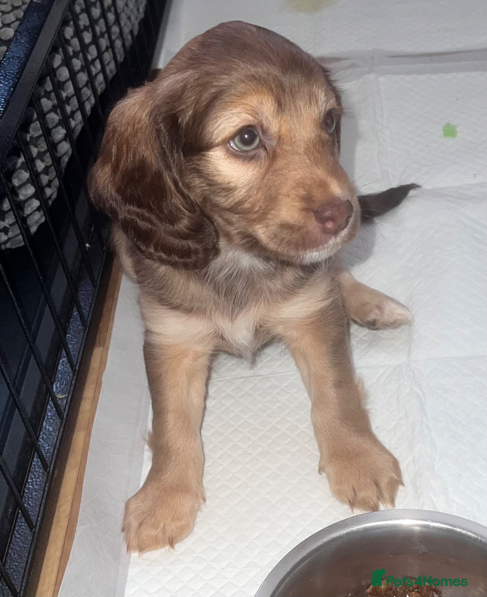 Cockapoo dogs Cockapoo puppies for sale ready 29th july - Advert 1