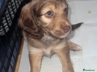 Cockapoo dogs Cockapoo puppies for sale ready 29th july - Advert 3