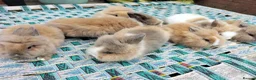 Lionhead rabbits for sale: Beautiful Mixed-Coloured Rabbits Ready Now! in Smethwick - Advert 3