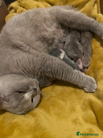 British Shorthair cats GCCF kittens - Advert 1