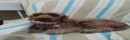 Poodle dogs for adoption: Luna  - Advert 4