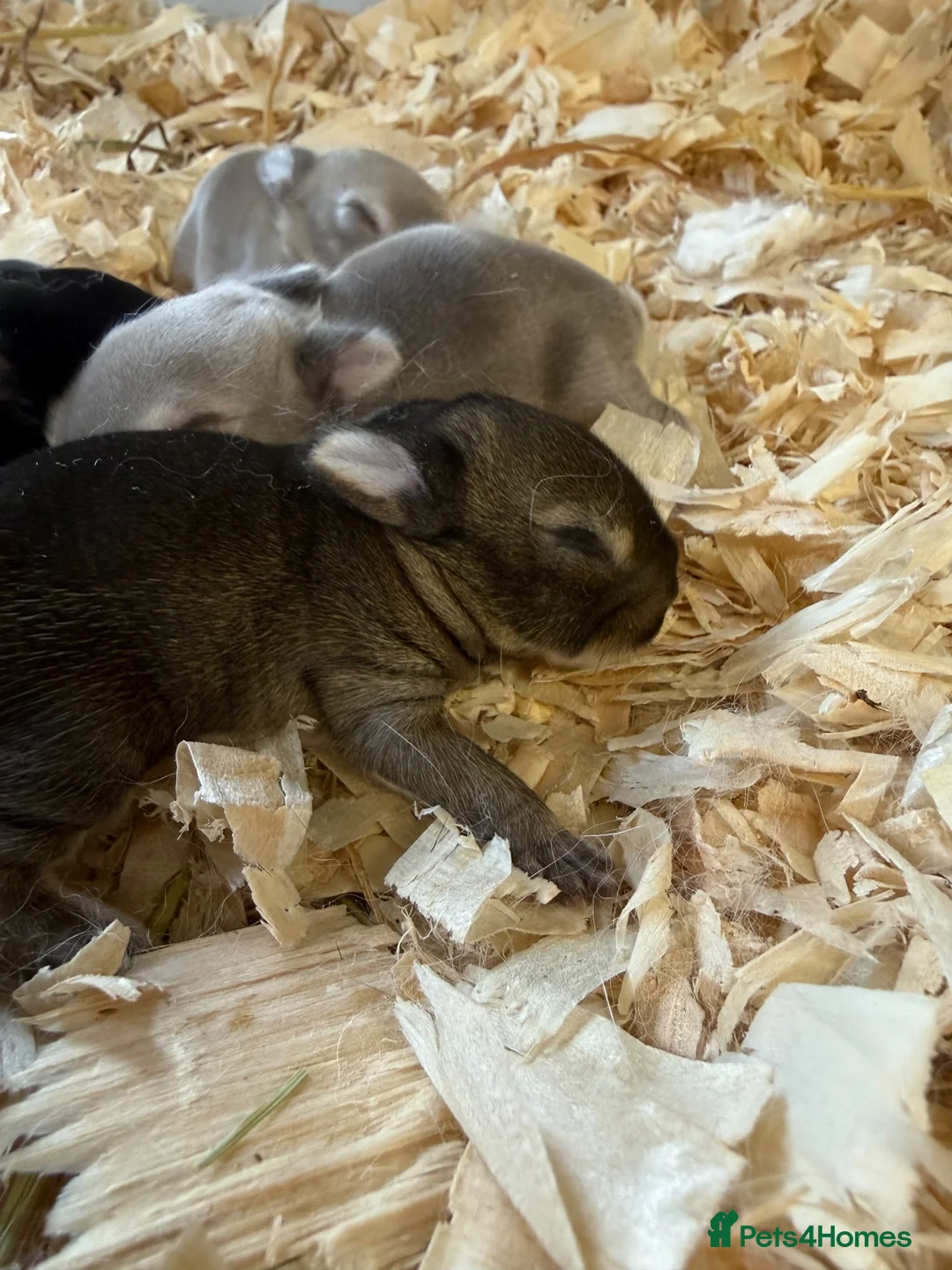 Netherland Dwarf rabbits for sale: Gorgeous traditional Netherland dwarf babies  - Advert 2