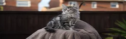 Maine Coon cats for sale: XL Pedigree Maine coon kittens - Advert 9