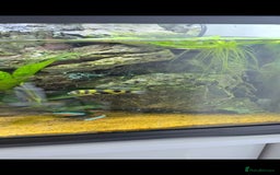 Gecko reptiles for sale: Fully functional Paladarium - Image 4