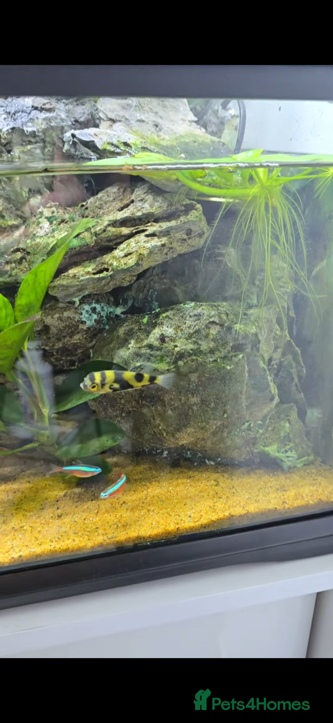 Gecko reptiles for sale: Fully functional Paladarium - Image 4