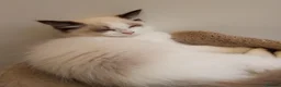 Ragdoll cats for sale: Ragdoll kittens for sale  - Advert 3
