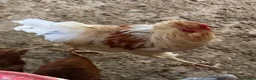 Chickens poultry for sale: Copper maran cockerel & Brahma cross  - Advert 3