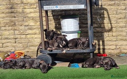 American Bull Staffy dogs for sale: 3GIRLS £600 American Staffordshire Terrier Puppies - Image 3