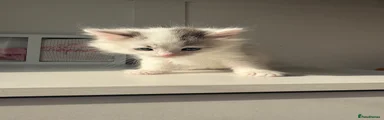 Mixed Breed Kitten 3