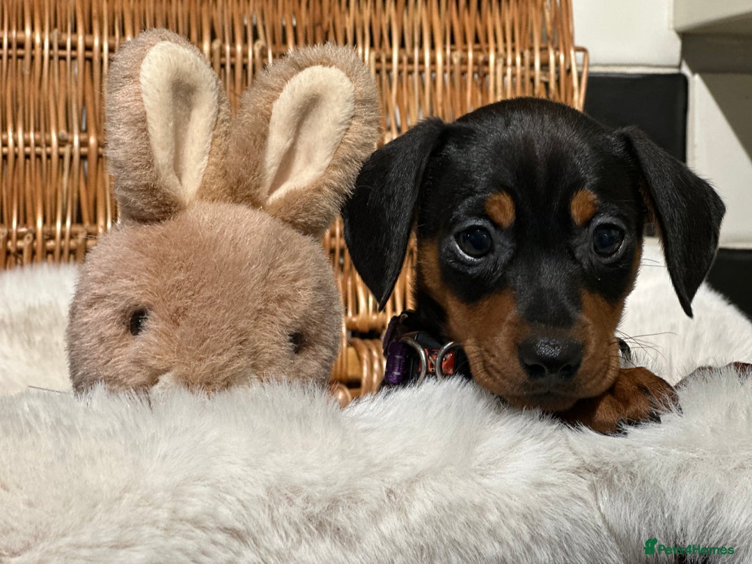 Mixed Breed dogs for sale: Stunning daxijacks ready now  - Image 4