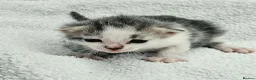 Mixed Breed cats for sale: Gorgeous Kittens for Sale - Advert 22