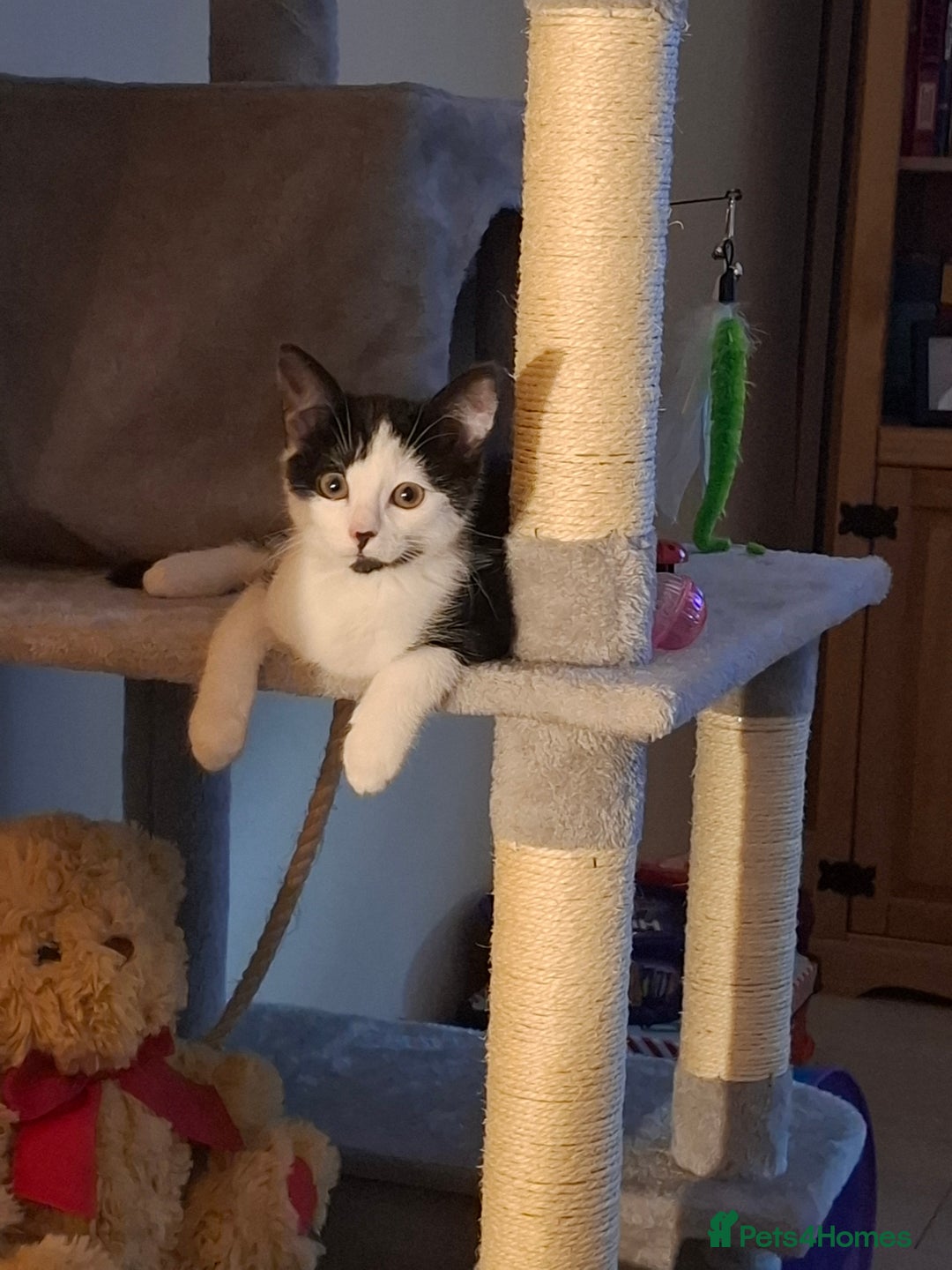 Mixed Breed cats for sale: Kitten needs new home asap - Advert 3