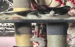 Domestic Shorthair cats for sale: Black and white male kitten - Image 3