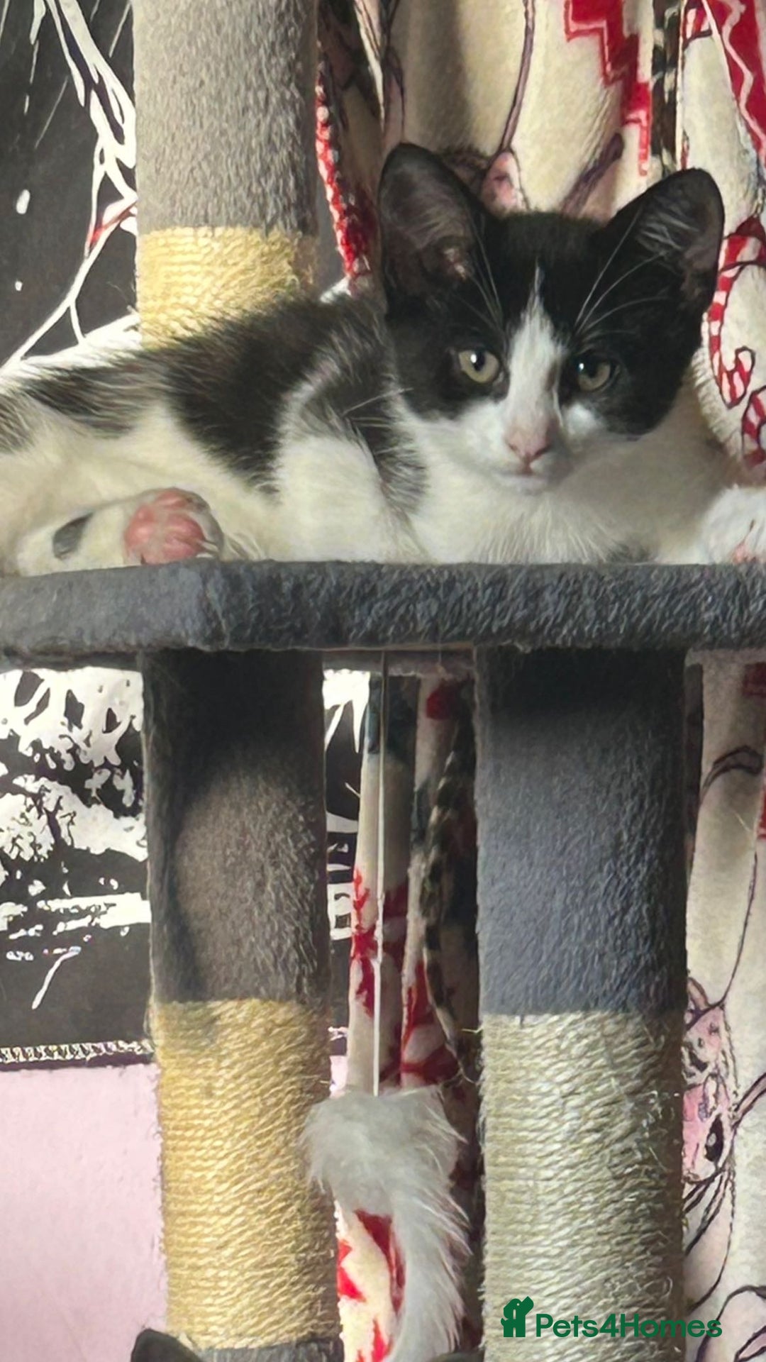 Domestic Shorthair cats for sale: Black and white male kitten - Image 3