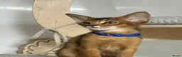 Abyssinian cats for sale:     Gorgeous kittens from champion parents 😽 - Advert 3