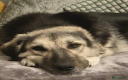 Mixed Breed dogs for adoption: Abbie is saying hi  - Image 2
