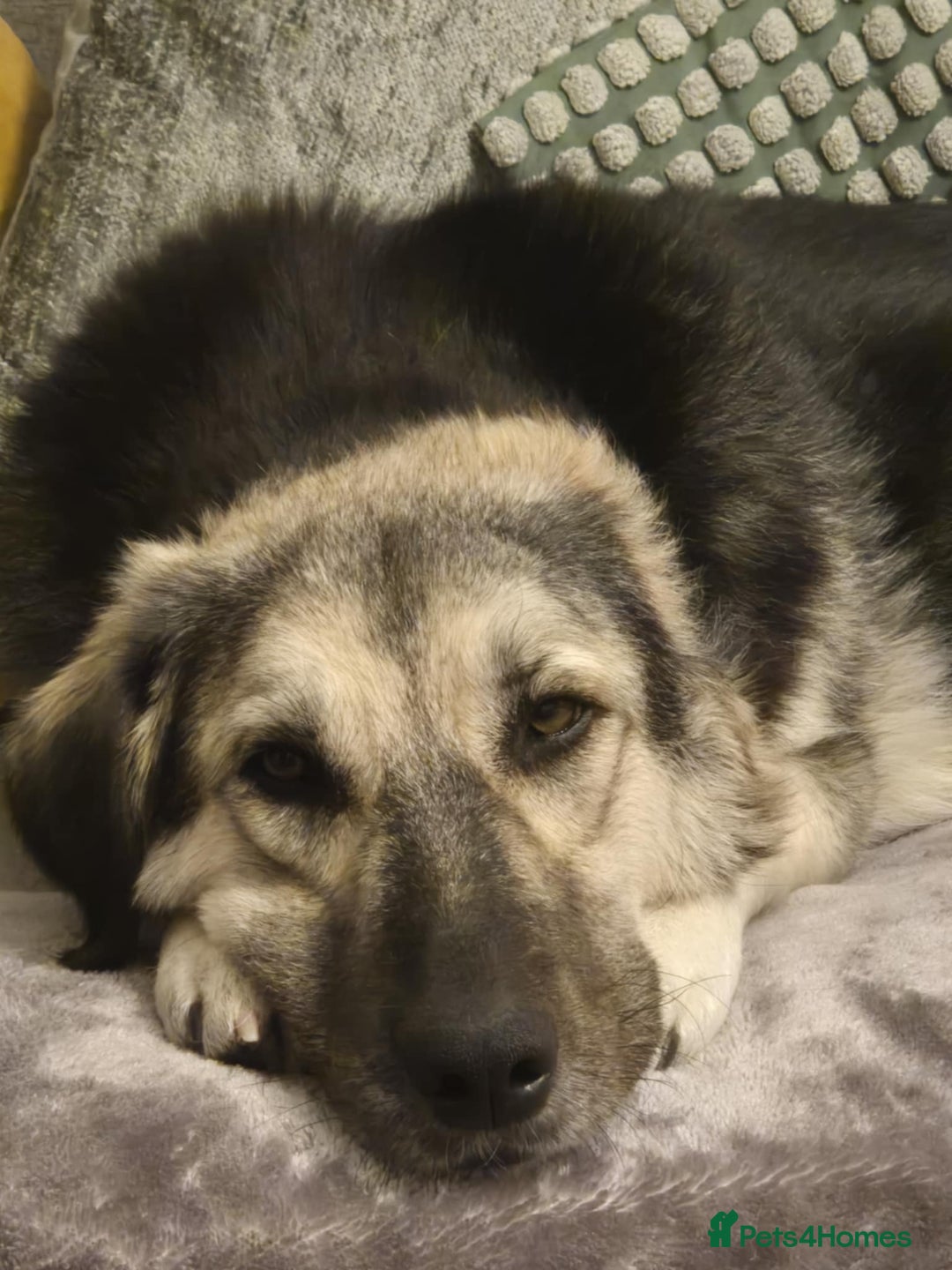 Mixed Breed dogs for adoption: Abbie is saying hi  - Image 2