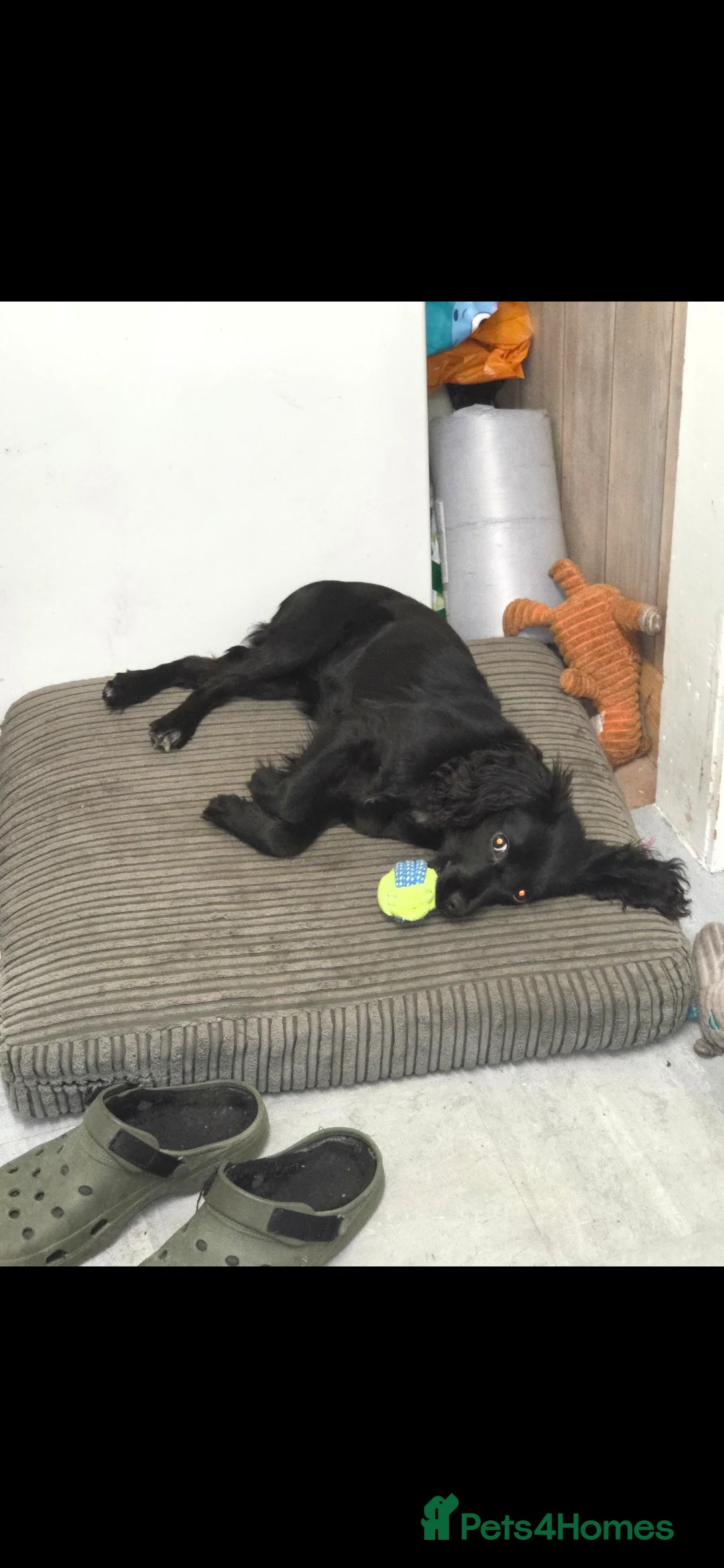 Cockalier dogs for sale: Female cockalier 7 months old  - Advert 4