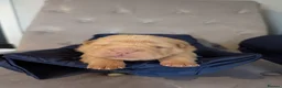 Shar Pei dogs for sale: Stunning Rare Shar Pei (Bear Coat) Pups - Advert 12