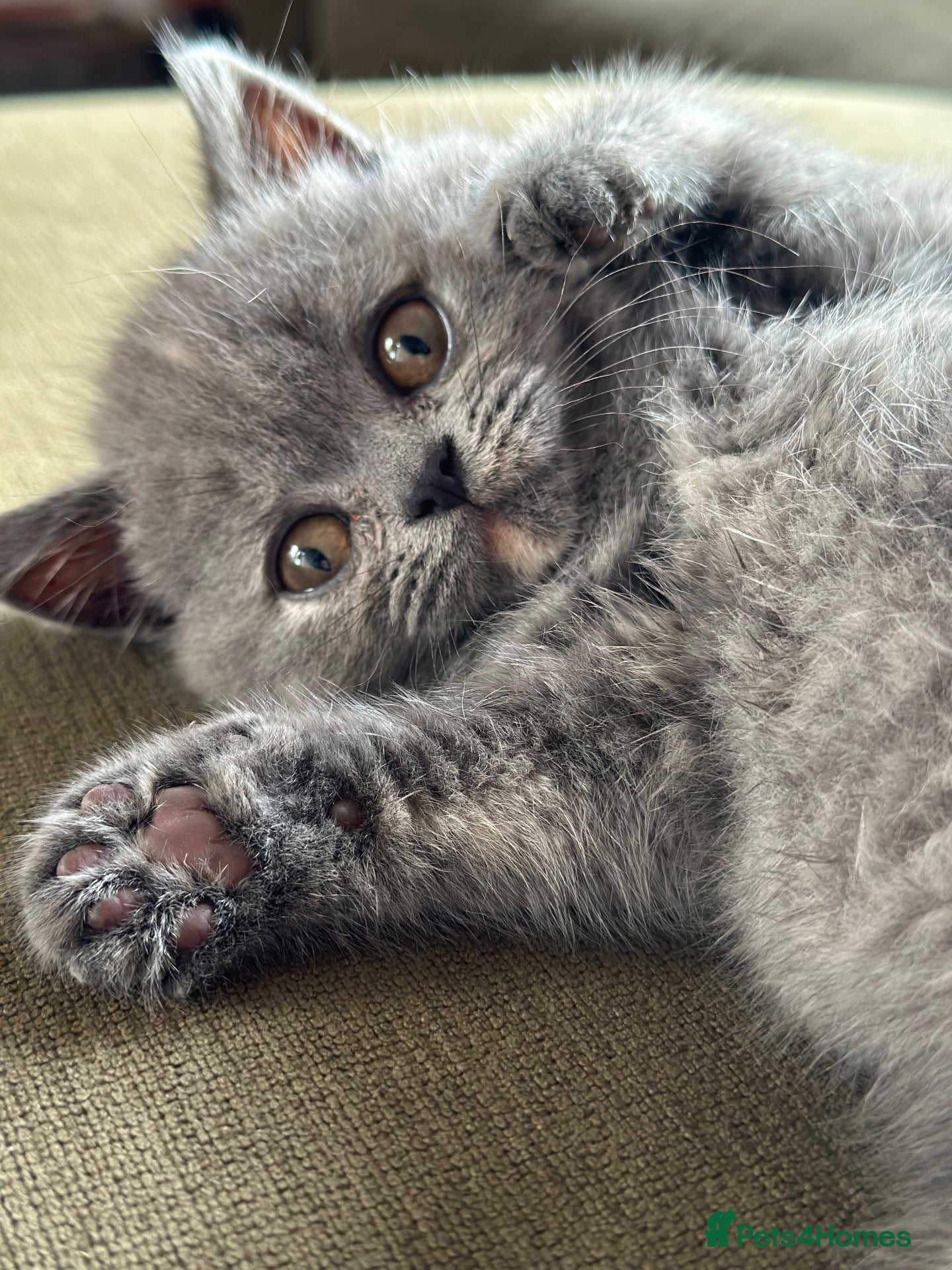 British Shorthair cats for sale: Solid blue and blue bi-colour kittens Cornwall - Advert 1