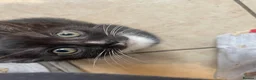 Mixed Breed cats for sale: Two beautiful female kittens in Torpoint - Advert 4