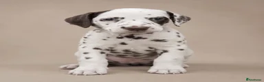 Dalmatian 5