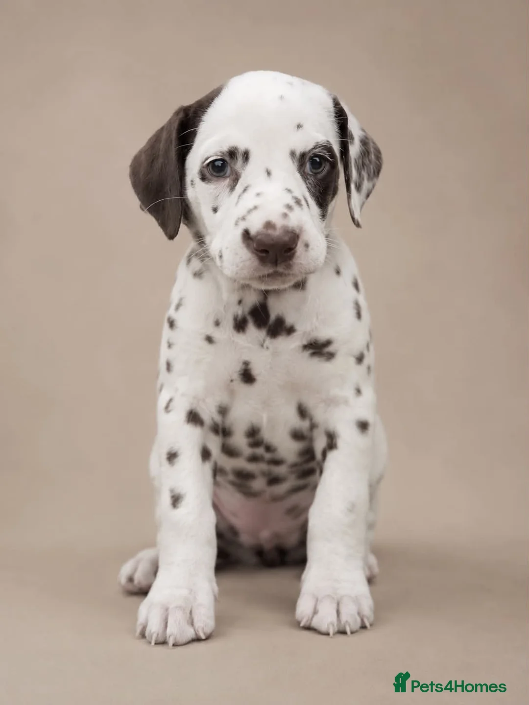 Dalmatian dogs for sale: LIVER AND BLACK DALMATIAN PUPPYS - Advert 2