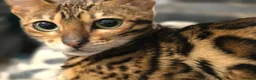 Bengal cats for sale: Pedigree brown and blue rosetted bengals - Advert 3