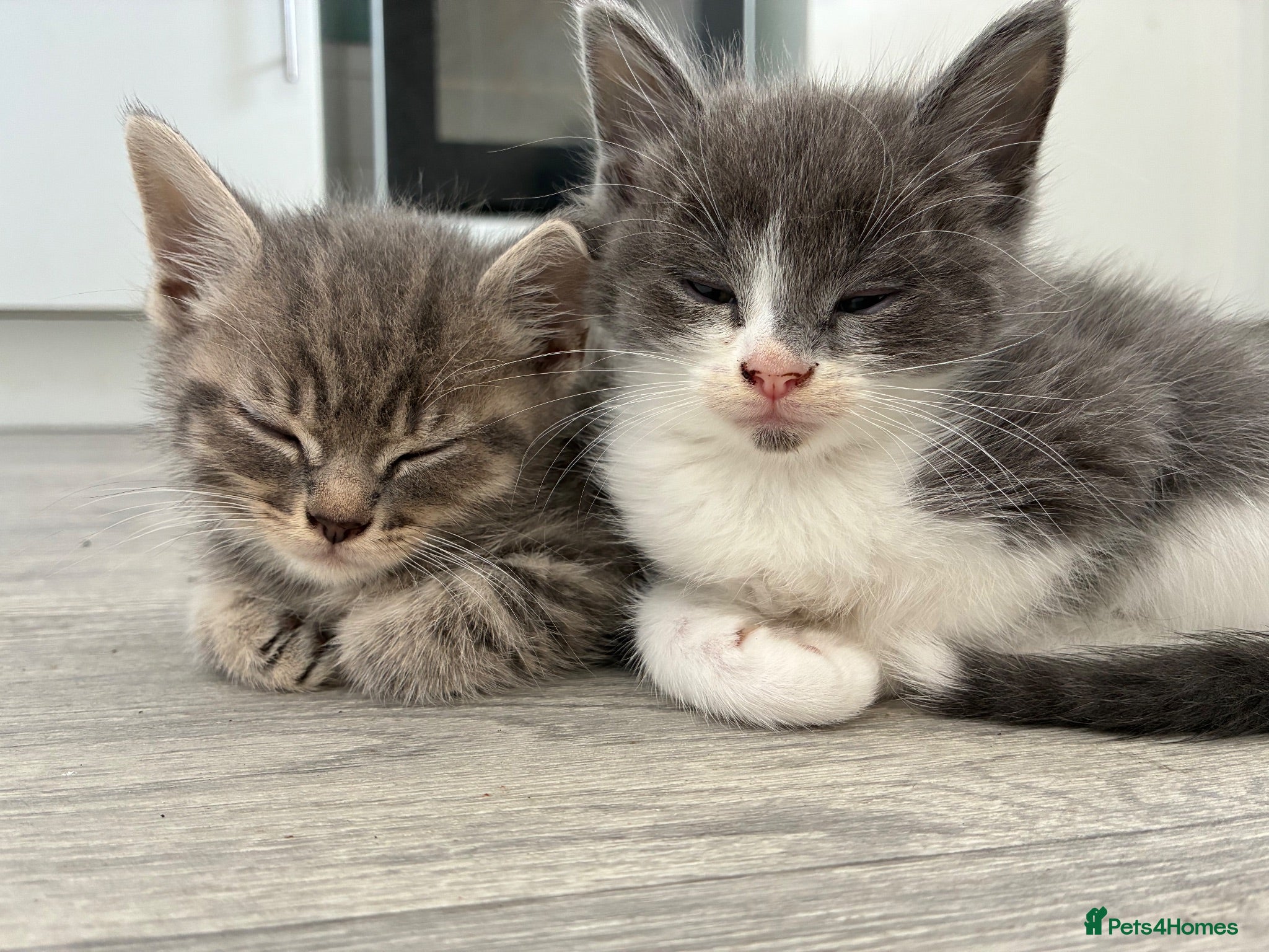 Mixed Breed cats beautiful bsh x Persian kittens - Advert 1