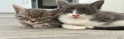 Mixed Breed cats for sale: 7 beautiful bsh x Persian kittens - Advert 7